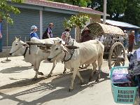 7 - Mandalay - (Mingun et Thone Se Pay)  (49)